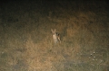 Black backed jackal 2 